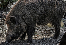 Peste suina africana, Piemonte stanzia 8 milioni Peste suina africana: cinghiale nel fango