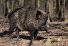 Gestione del cinghiale in Italia, le proposte dell’Arcicaccia Gestione del cinghiale in Italia: cinghiale nella foresta