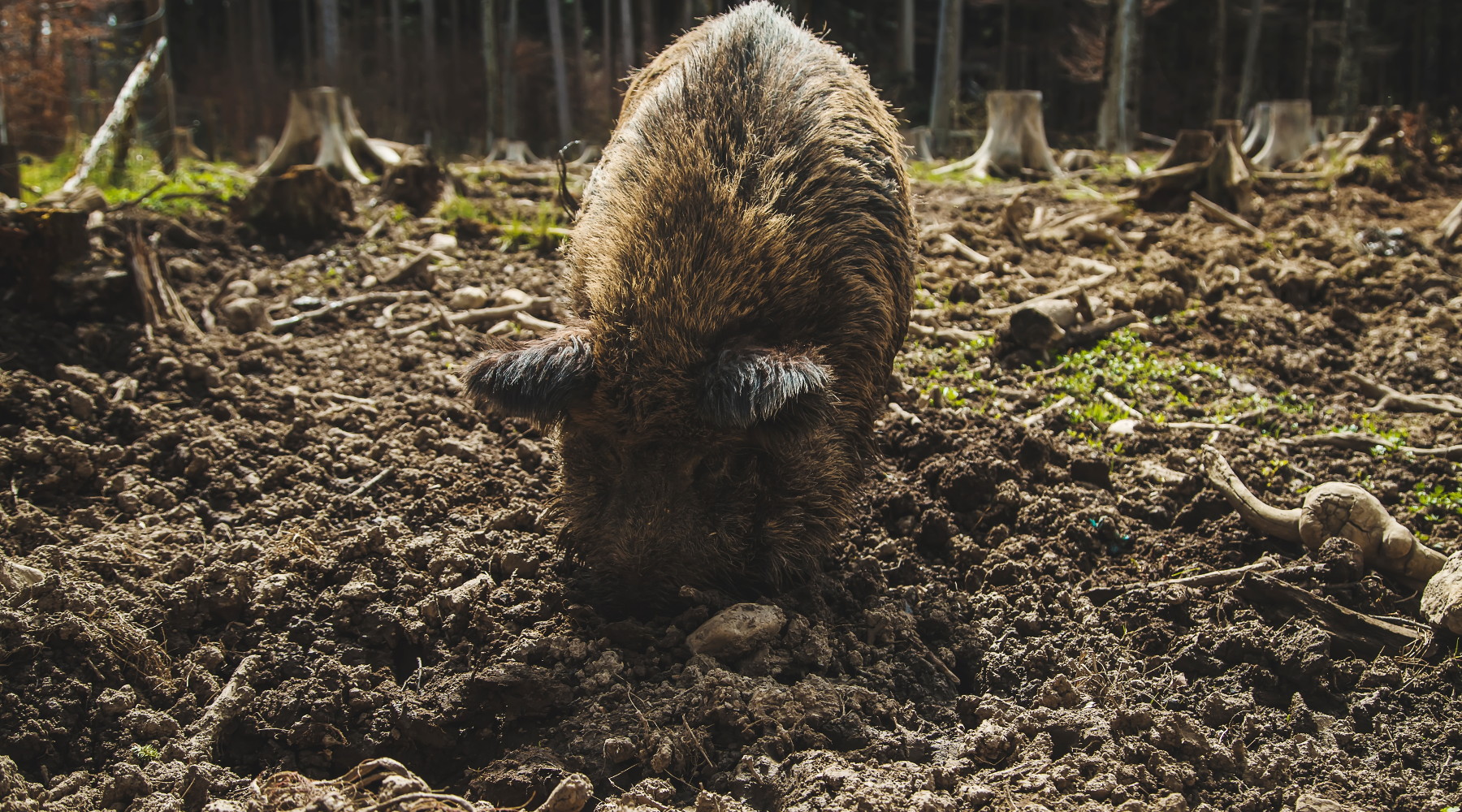 Gestione del cinghiale, le proposte delle Regioni Gestione del cinghiale: cinghiale rooting