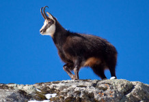 Legge sulla caccia in Friuli Venezia Giulia, approvate modifiche Legge sulla caccia in Friuli Venezia Giulia: camoscio in montagna