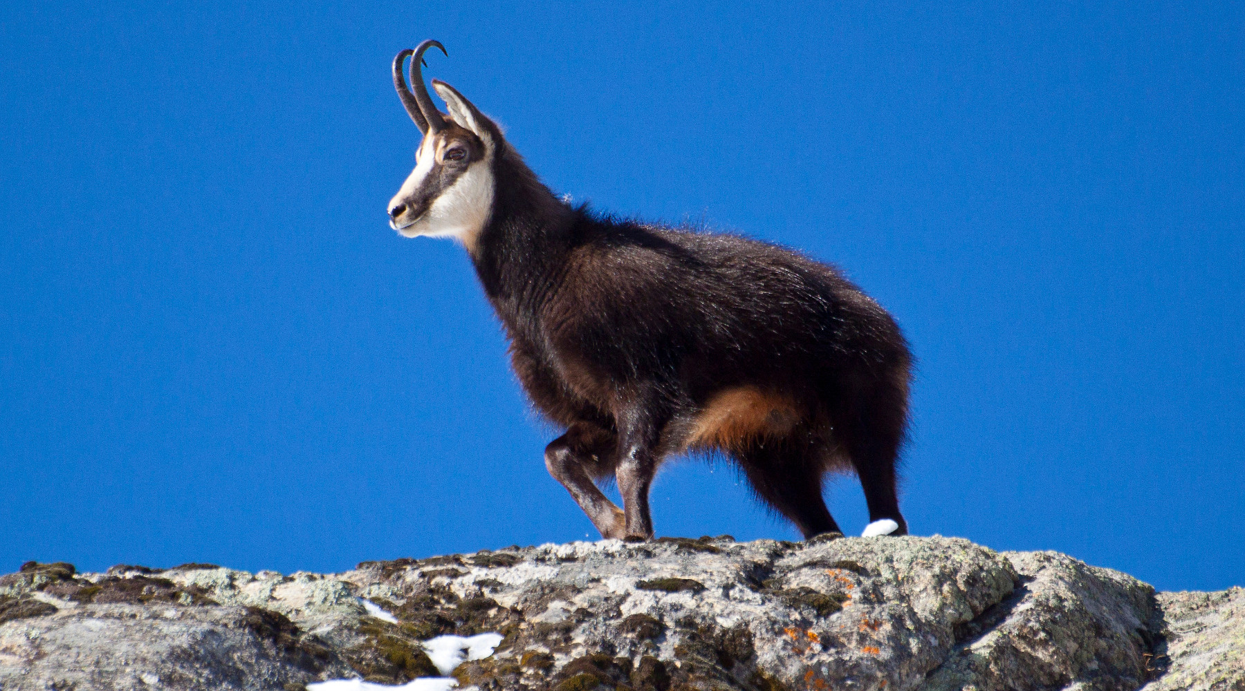 Legge sulla caccia in Friuli Venezia Giulia, approvate modifiche Legge sulla caccia in Friuli Venezia Giulia: camoscio in montagna