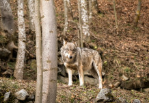 Lupo in Italia, ecco i dati Lupo in Italia