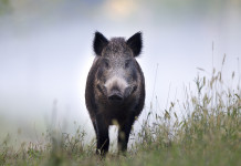 Peste suina africana, Buconi chiede decisioni rapide Peste suina africana, cinghiale nella nebbia