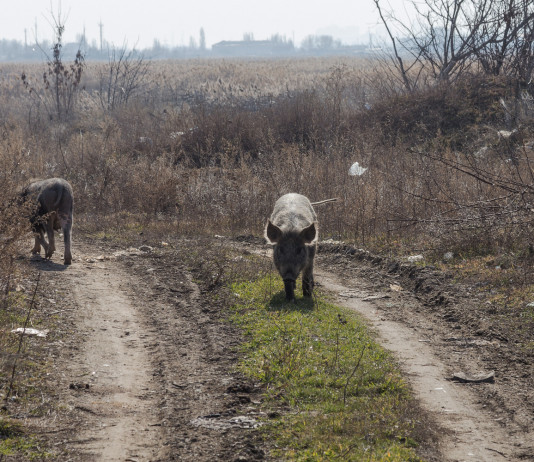 Peste suina africana a Roma: Fidc pronta a mobilitarsi Peste suina africana a Roma: due cinghiali alla periferia della città