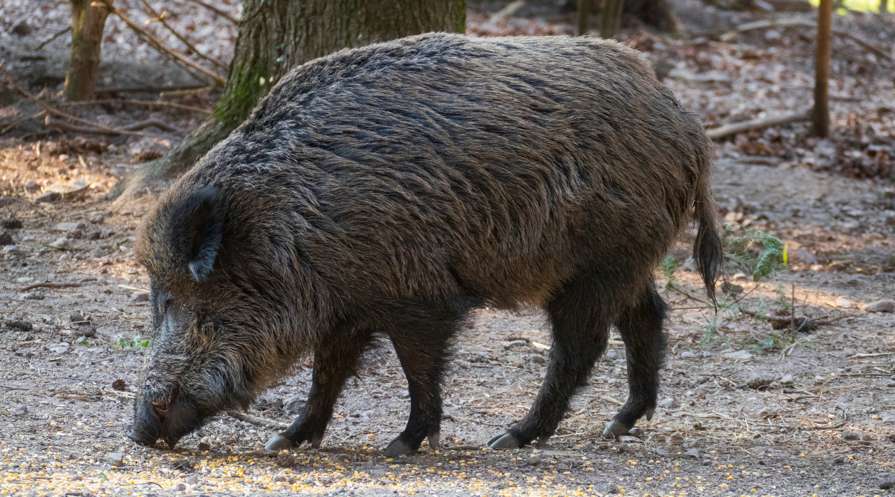 Peste suina africana, l’Oipa contro i cacciatori Peste suina africana: cinghiale nella foresta