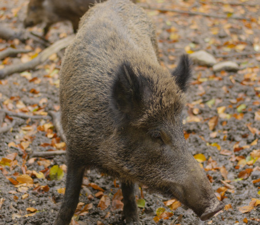 Peste suina africana, un caso fuori dalla zona rossa Peste suina africana: cinghiale nel bosco