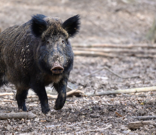 Stagione di caccia al cinghiale, la proposta del sottosegretario alla Salute Stagione di caccia al cinghiale e peste suina africana: cinghiale nel bosco