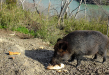 Un caso di peste suina africana a Roma Un caso di peste suina a Roma: cinghiale sulle rive del tevere