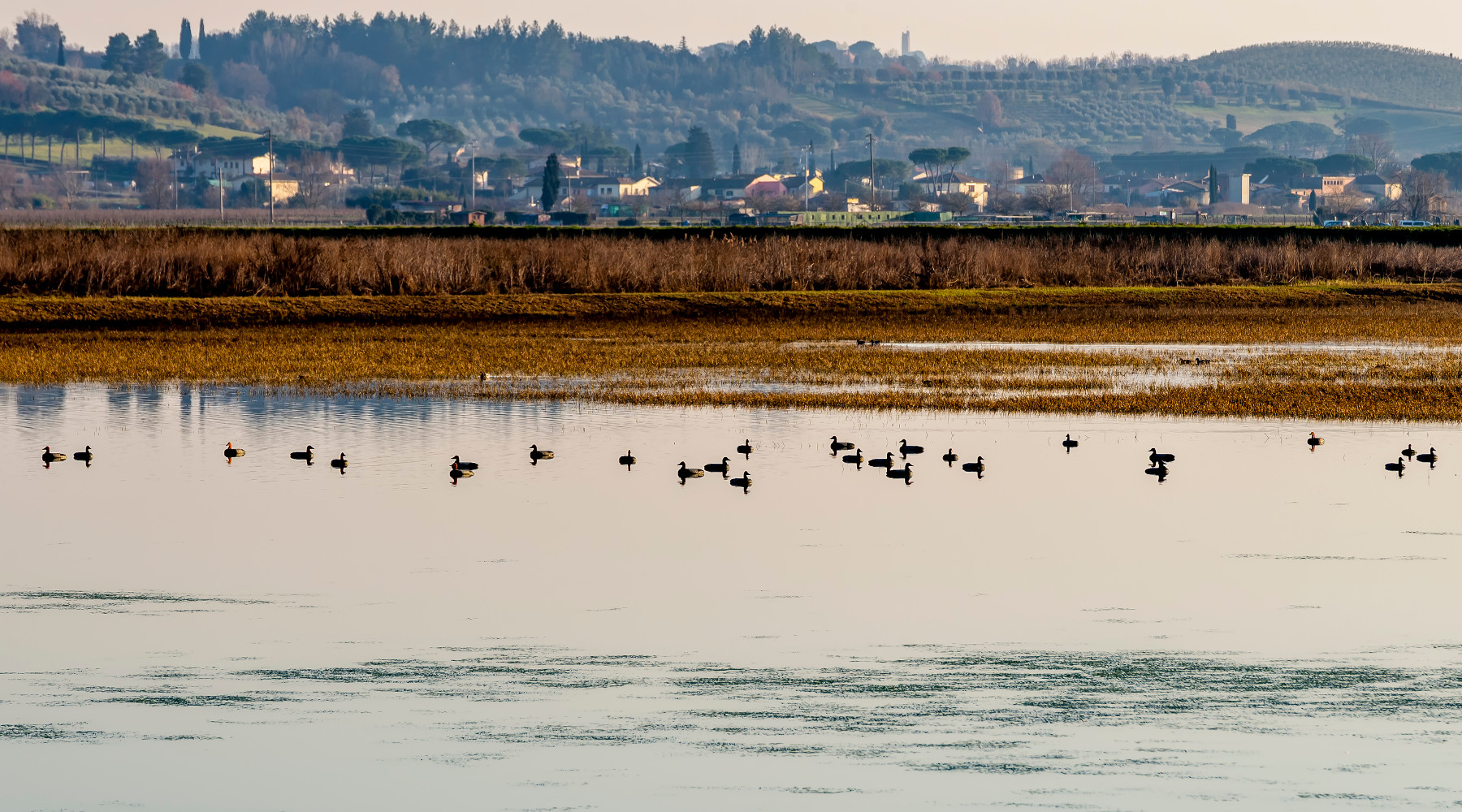 Caccia nella rete Natura 2000, le preoccupazioni della Cct Caccia nella rete Natura 2000: padule di fucecchio