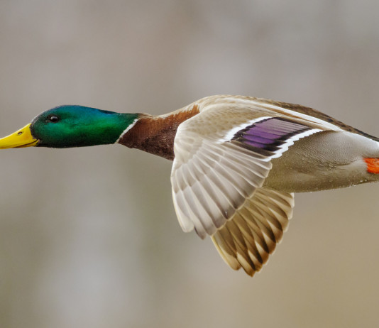 Calendario venatorio della Lombardia, la risposta della Federcaccia Calendario venatorio della Lombardia: germano reale in volo