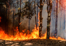 Divieto di caccia dopo incendi, la sentenza della Consulta Divieto di caccia di caccia dopo incendio nel bosco