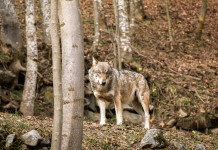Gestione dei grandi carnivori in Europa: il convegno Gestione dei grandi carnivori in Europa: lupo nella foresta