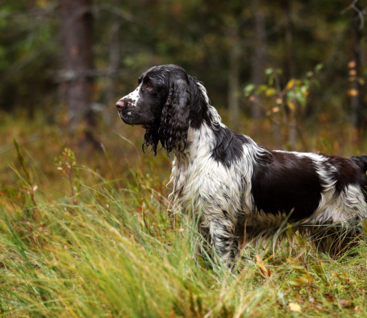 Lo World dog show in Italia Lo World dog show in Italia: springer spaniel a caccia