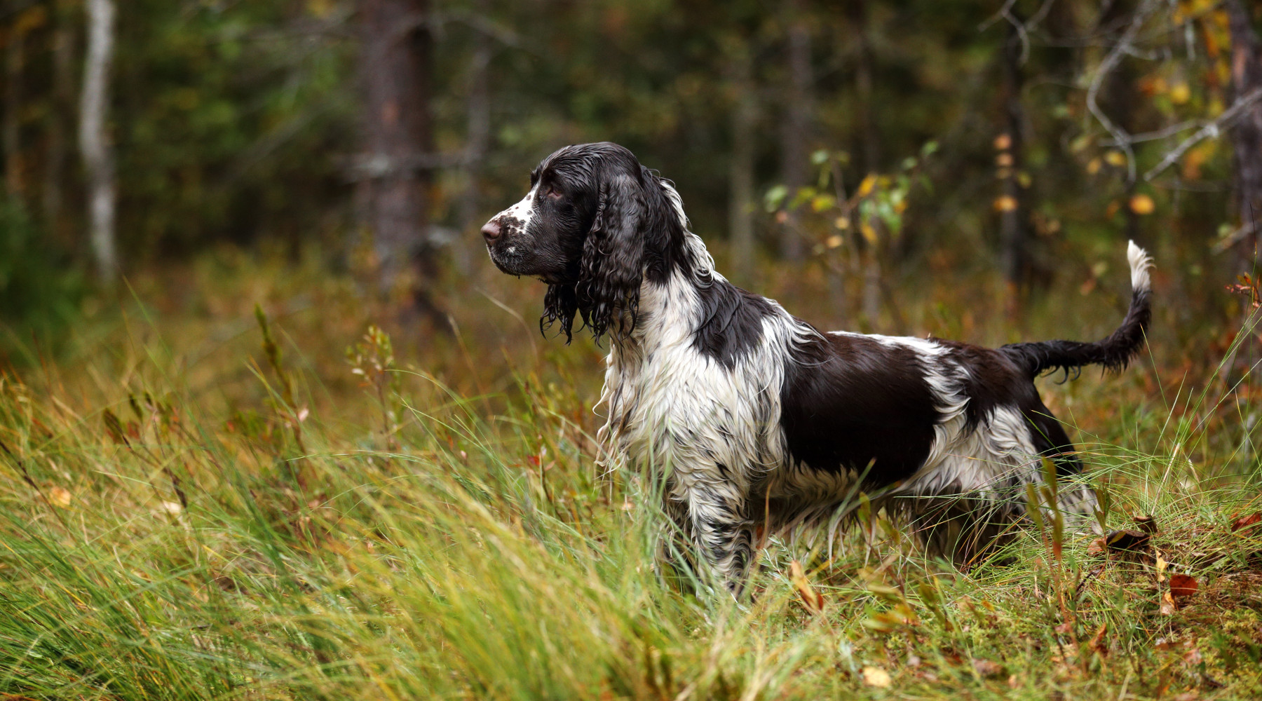 Lo World dog show in Italia Lo World dog show in Italia: springer spaniel a caccia