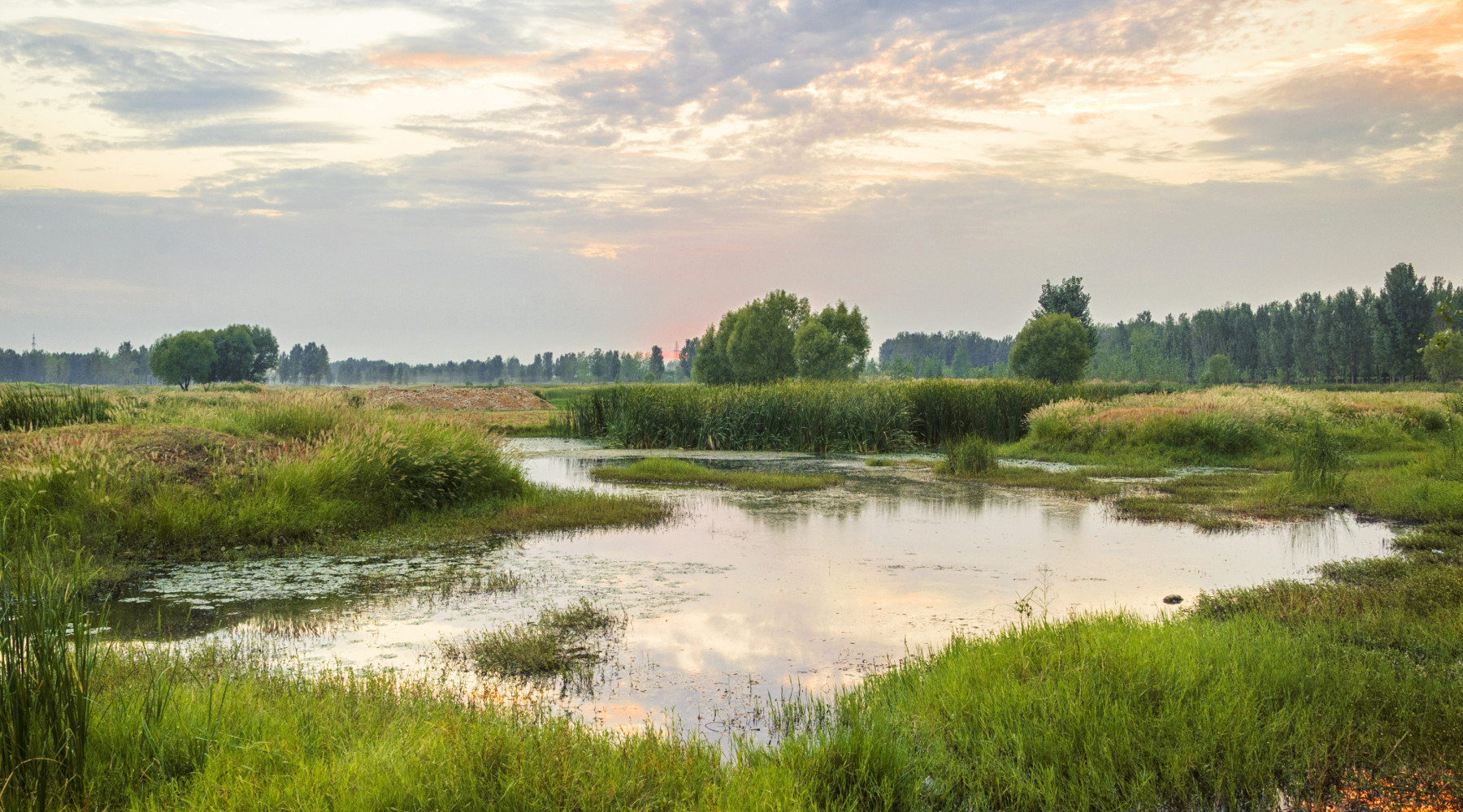Ripristino degli habitat in Europa la proposta di Face Ripristino degli habitat in Europa: ambiente umido