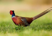 Associazione di riservisti, reazione Confagricoltura-Eps Associazione di riservisti: fagiano a terra in ambiente naturale