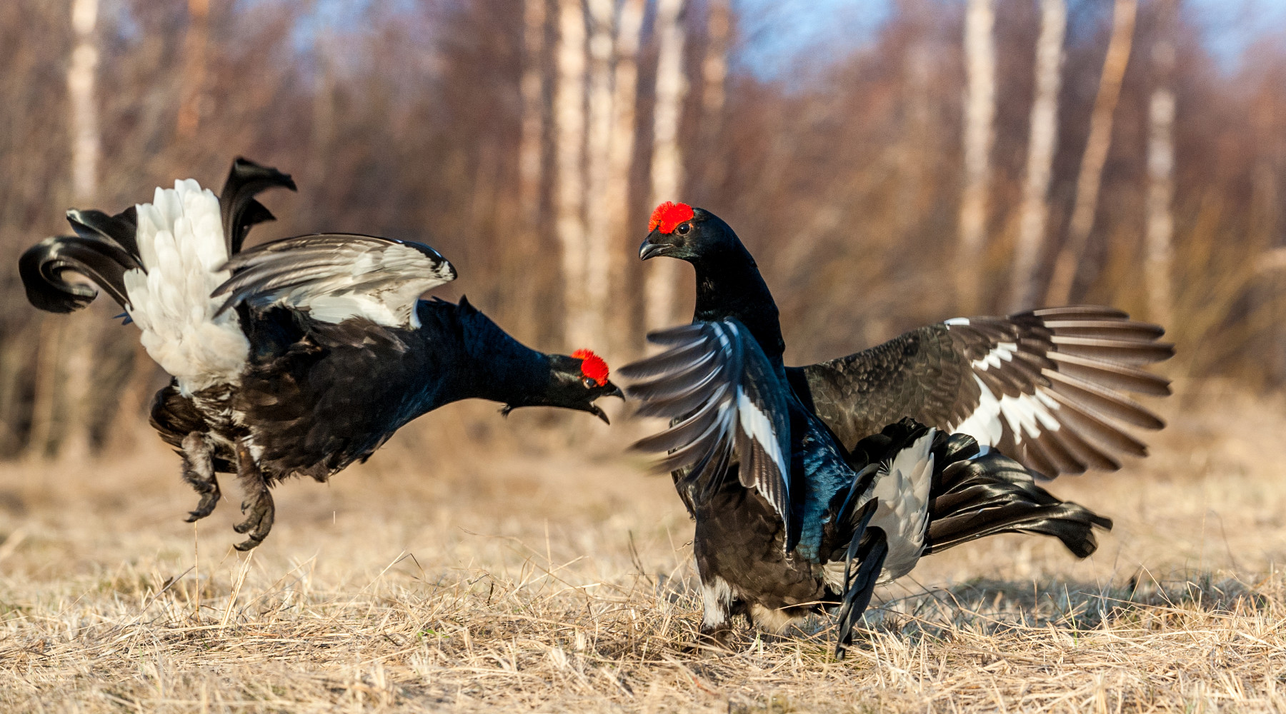 Caccia ai galliformi alpini, il corso AlpVet Caccia ai galliformi alpini: due galli forcelli durante la stagione degli accoppiamenti