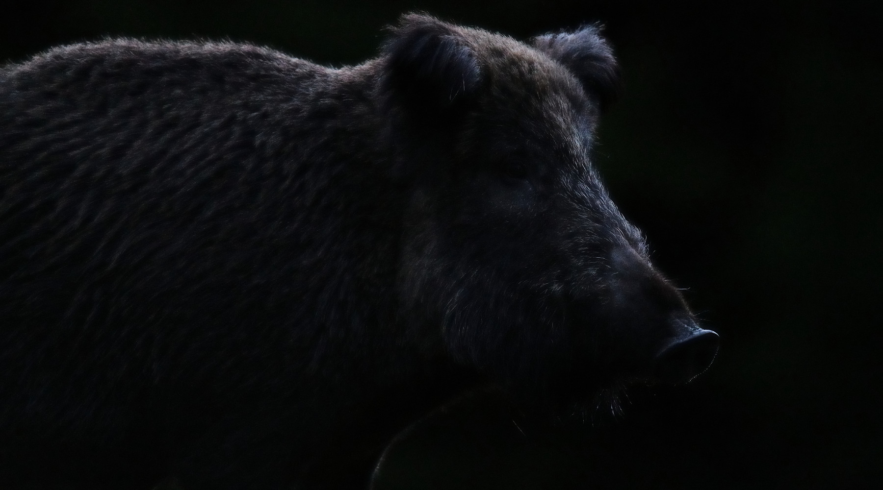 Caccia di selezione al cinghiale in Abruzzo, ecco il disciplinare Caccia di selezione al cinghiale in Abruzzo, ecco il disciplinare