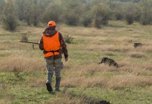 Caccia nei fondi privati, l’allarme della Libera Caccia Caccia nei fondi privati: cacciatore a caccia di fagiani con cane, gilet in alta visibilità