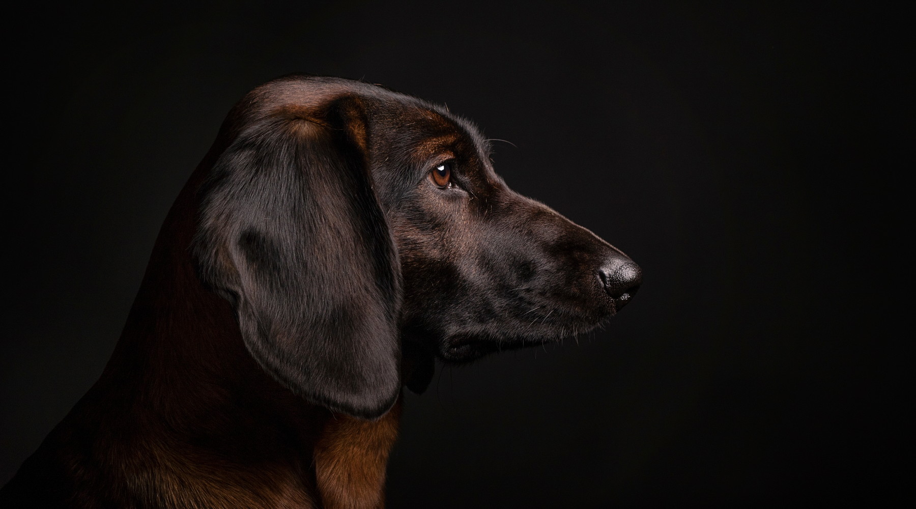 Cani da traccia, expo sulle Alpi Giulie Cani da traccia, expo sulle Alpi Giulie: segugio bavarese di montagna su sfondo nero