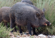 Decreto sul cinghiale, interrogazione al governo Decreto sul cinghiale: tre cinghiali