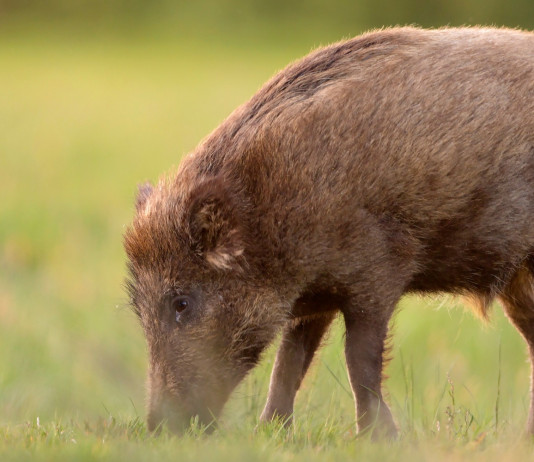 Decreto sul cinghiale, la spinta dell’Umbria Decreto sul cinghiale: cinghiale mangia