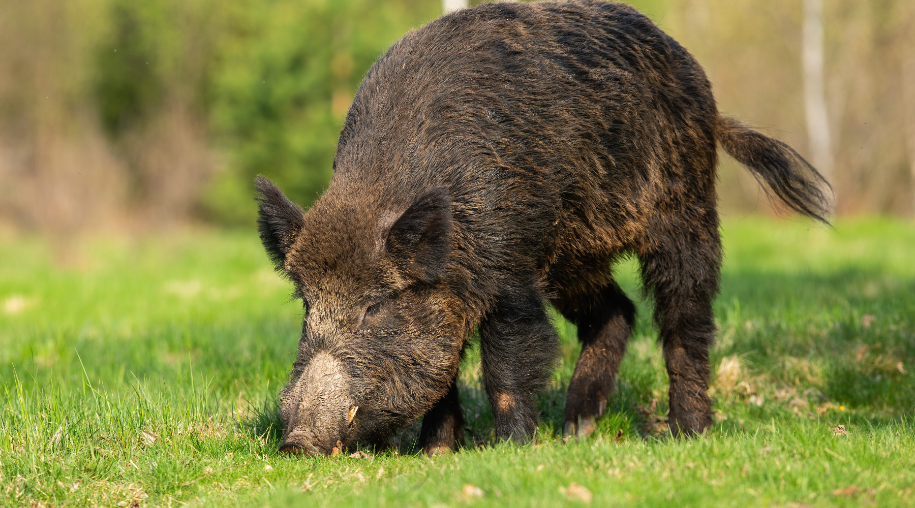 Decreto sul cinghiale, nuova richiesta delle Regioni Decreto sul cinghiale: rooting