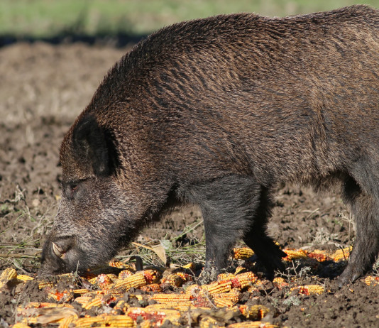Foraggiamento del cinghiale per caccia di selezione, la sentenza Foraggiamento del cinghiale per caccia di selezione