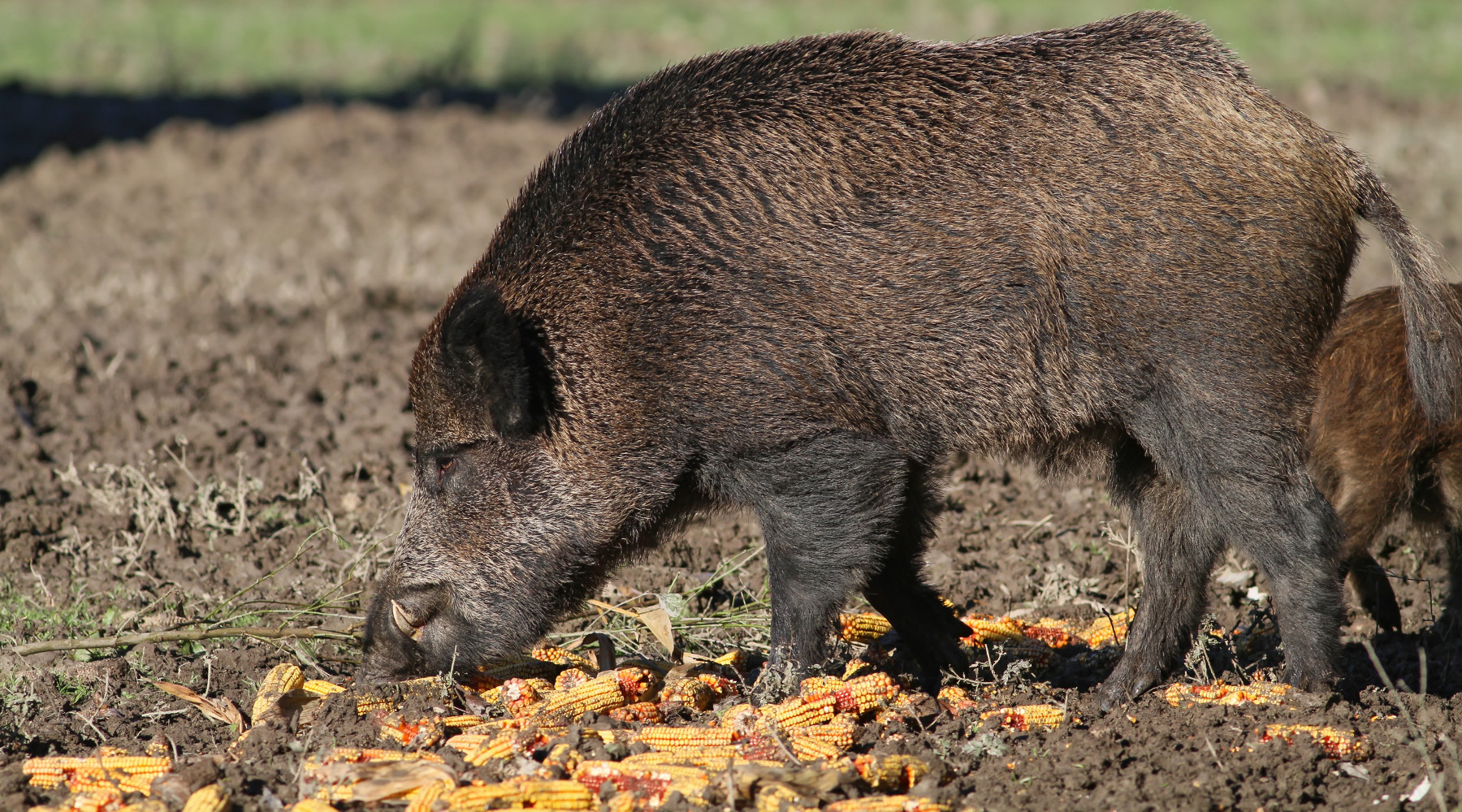Foraggiamento del cinghiale per caccia di selezione, la sentenza Foraggiamento del cinghiale per caccia di selezione
