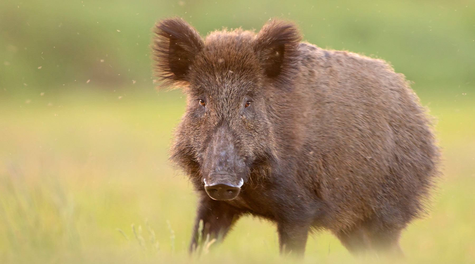 Peste suina africana, respinto ricorso animalisti Peste suina africana: cinghiale in primo piano