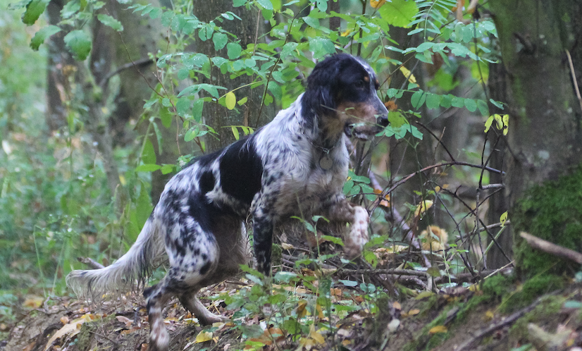 Caccia con il cane da ferma Caccia con il cane da ferma