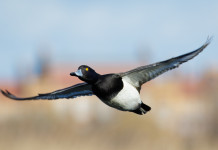 Approvato il calendario venatorio del Veneto 2022/2023 Approvato il calendario venatorio del veneto 2022 2023: moretta in volo, caccia agli acquatici