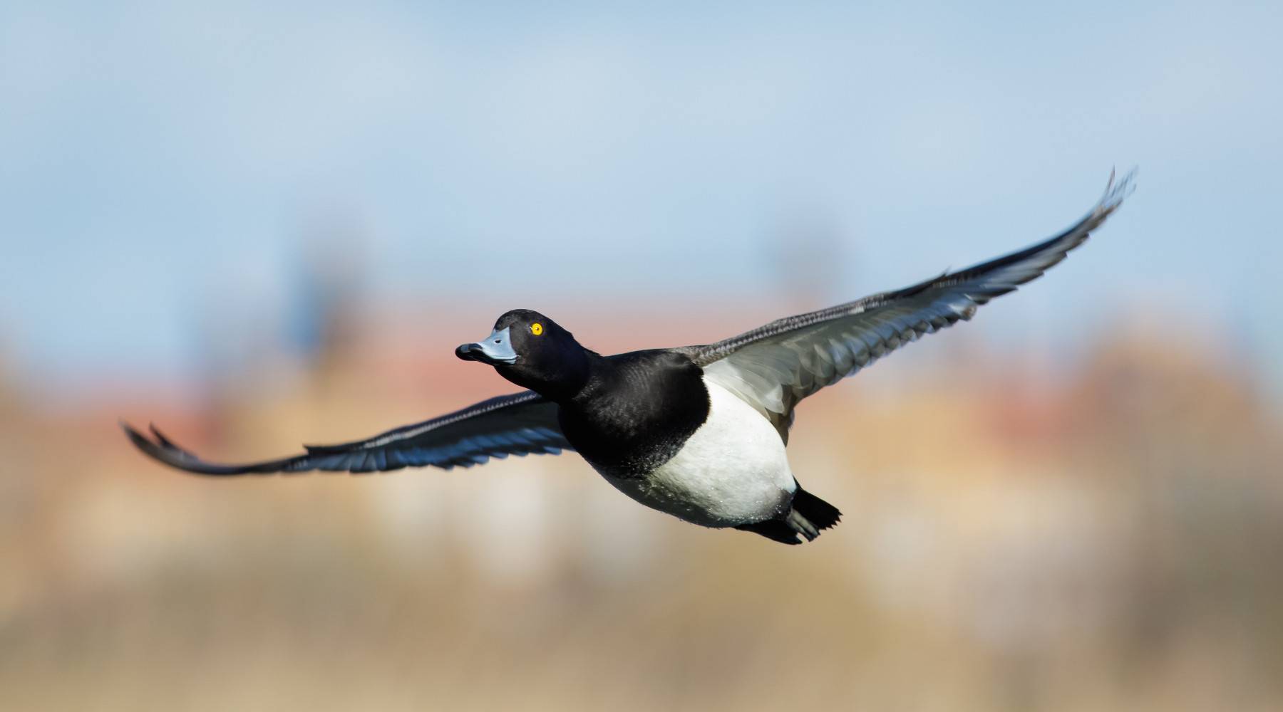 Approvato il calendario venatorio del Veneto 20222023 Approvato il calendario venatorio del veneto 2022 2023: moretta in volo, caccia agli acquatici