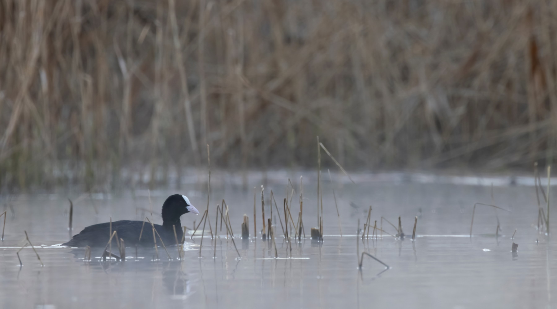Calendario venatorio della Campania, interrogazione all’assessore Calendario venatorio della Campania: folaga in ambiente naturale