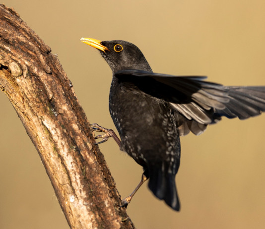 Ecco il calendario venatorio dell’Abruzzo 2022/2023 Ecco il calendario venatorio dell’Abruzzo 2022/2023: merlo (turdus merula) su un ramo