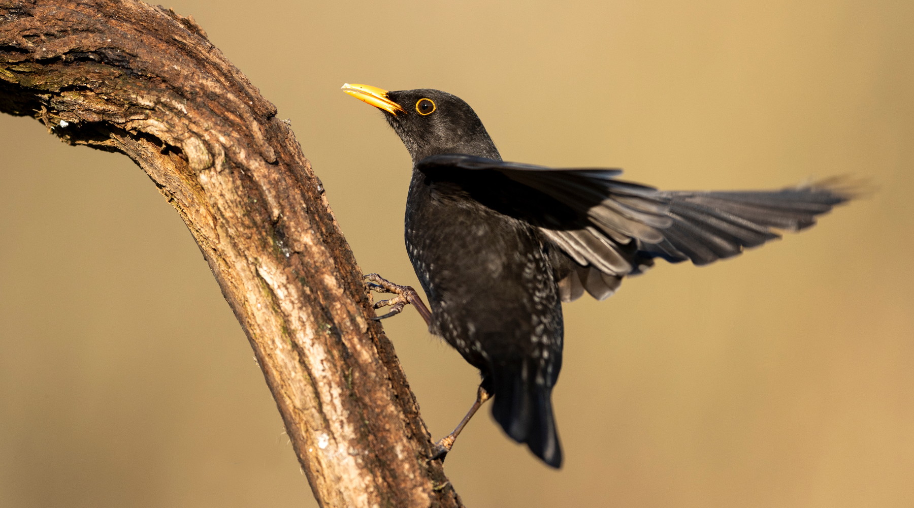 Ecco il calendario venatorio dell’Abruzzo 20222023 Ecco il calendario venatorio dell’Abruzzo 2022/2023: merlo (turdus merula) su un ramo