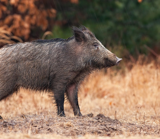 Caccia al cinghiale in Piemonte, le novità Caccia al cinghiale in Piemonte: cinghiale nel bosco in stagione autunnale