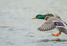 Cambia il calendario venatorio del Veneto Cambia il calendario venatorio del Veneto: germano reale in volo in ambiente acquatico