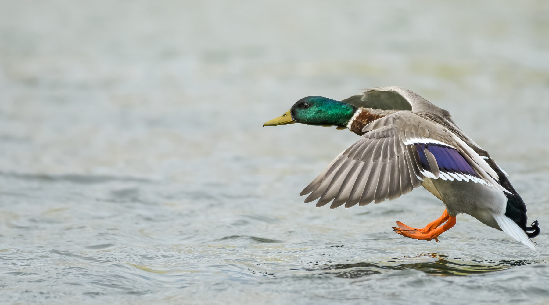 Cambia il calendario venatorio del Veneto Cambia il calendario venatorio del Veneto: germano reale in volo in ambiente acquatico