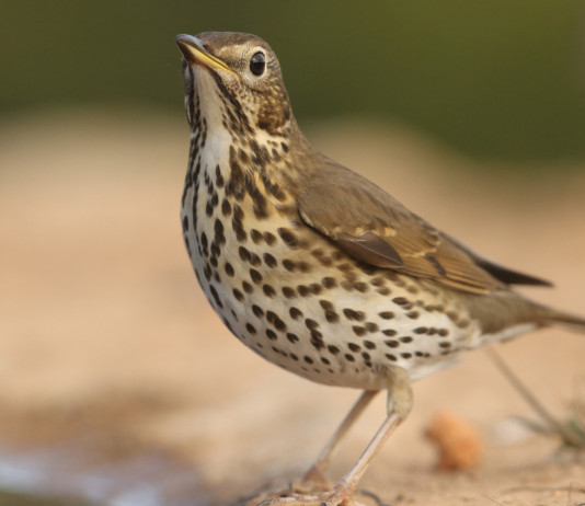 Novità sulla caccia al tordo in Lombardia Novità sulla caccia al tordo in Lombardia: tordo bottaccio