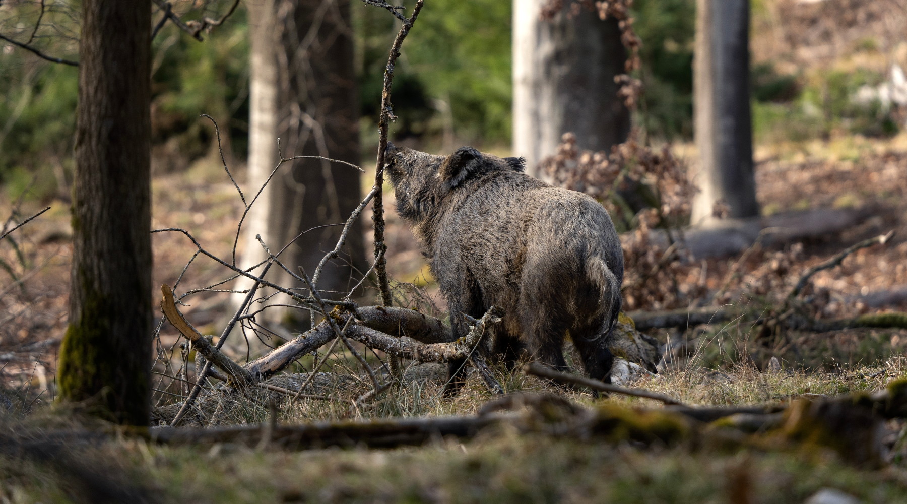 Peste suina africana la situazione Peste suina africana: cinghiale nel bosco