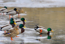 Respinto il ricorso sul calendario venatorio del Veneto Respinto il ricorso sul calendario venatorio del Veneto: germani reali in ambiente acquatico