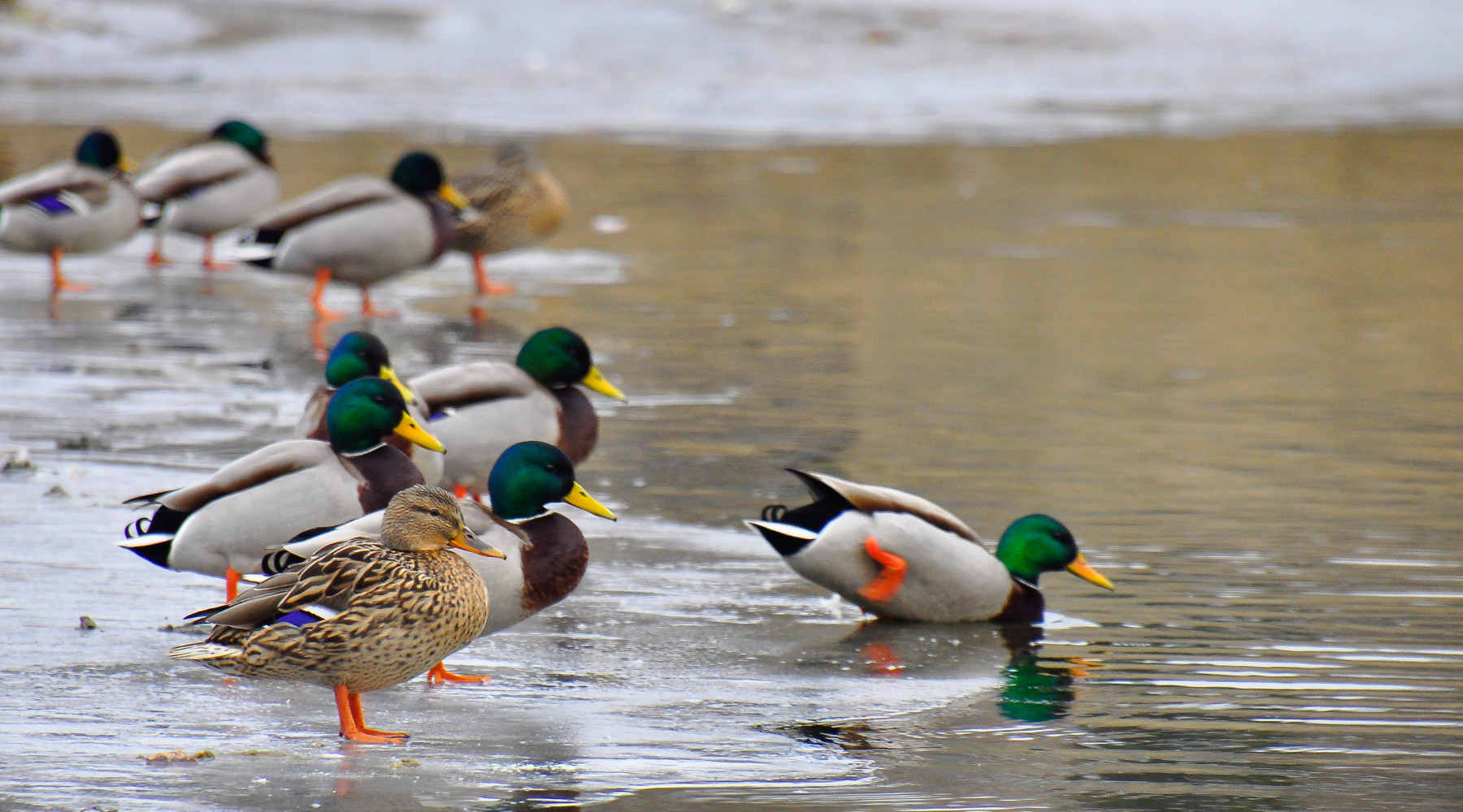 Respinto il ricorso sul calendario venatorio del Veneto Respinto il ricorso sul calendario venatorio del Veneto: germani reali in ambiente acquatico