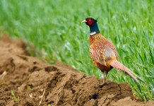 Sospeso il ripopolamento di selvaggina in provincia di Treviso Sospeso il ripopolamento di selvaggina in provincia di Treviso: fagiano in ambiente naturale