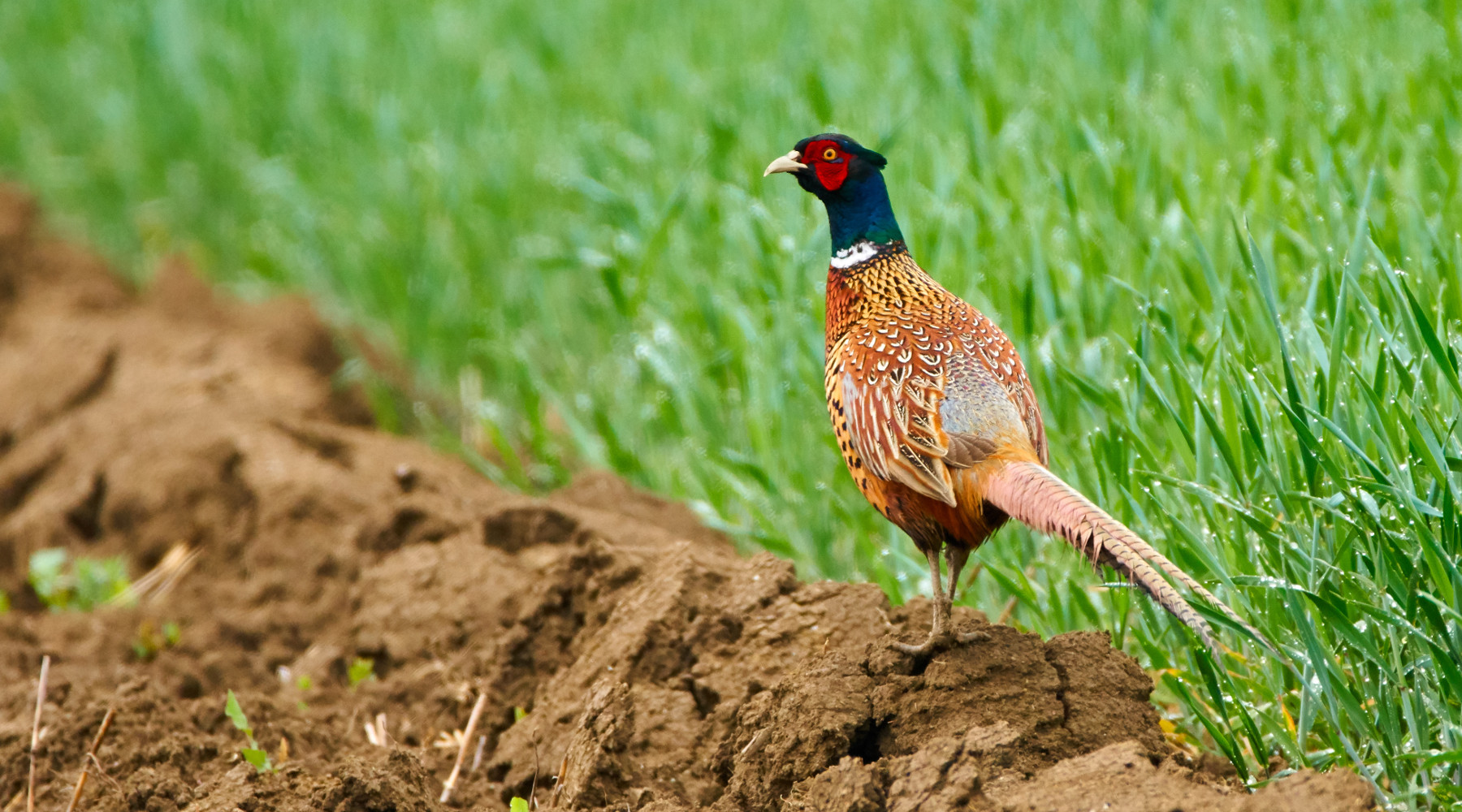 Sospeso il ripopolamento di selvaggina in provincia di Treviso Sospeso il ripopolamento di selvaggina in provincia di Treviso: fagiano in ambiente naturale