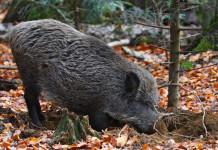 Approvato il regolamento sulla caccia in Toscana Approvato il regolamento sulla caccia in Toscana: cinghiale in ambiente autunnale
