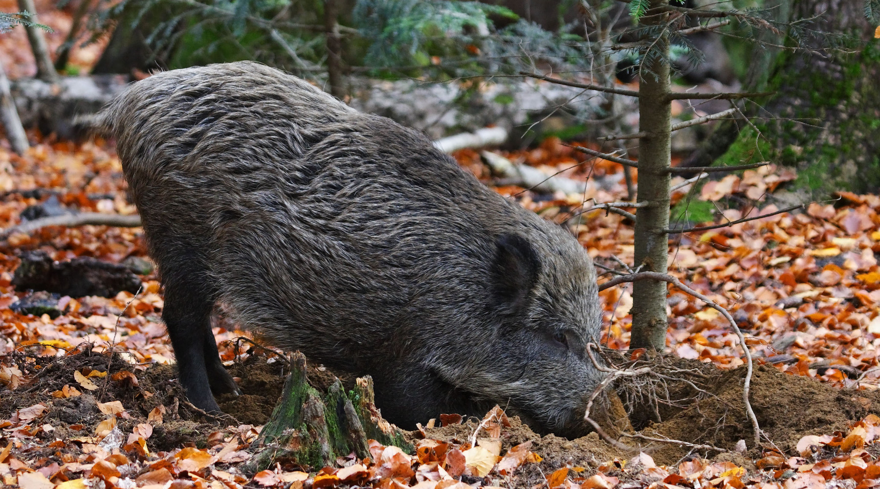 Approvato il regolamento sulla caccia in Toscana Approvato il regolamento sulla caccia in Toscana: cinghiale in ambiente autunnale