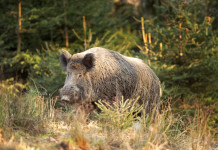 Caccia al cinghiale in Liguria, le nuove disposizioni Caccia al cinghiale in Liguria
