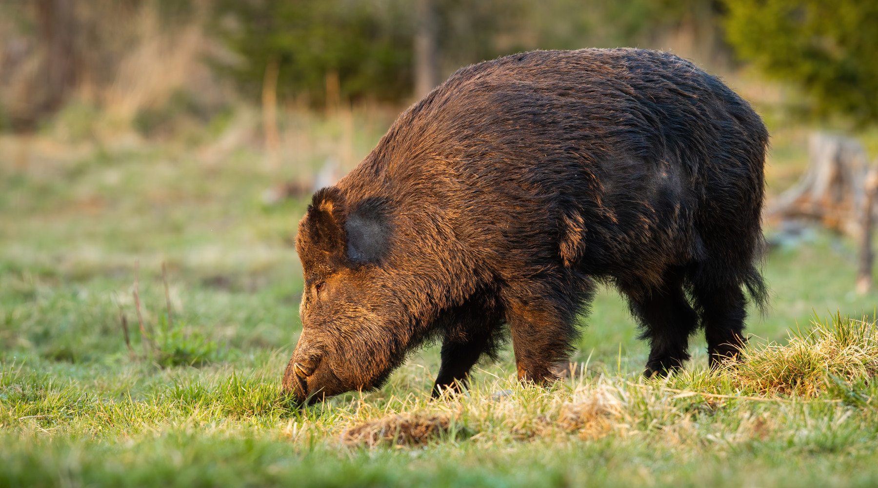 Caccia al cinghiale in Liguria, lettera al ministro Caccia al cinghiale in Liguria