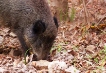 Caccia collettiva al cinghiale, il corso a Modena Caccia collettiva al cinghiale: cinghiale nel bosco
